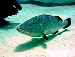 Grouper seen at Grand Bahamas May 2009.  Photo taken with... by Bonnie Conley 